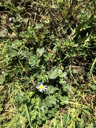 Image of Nardoo and ferny buttercup plants
