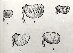 Image of Marsilea spp.