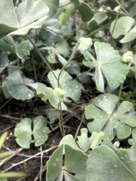 Image of Nardoo sporocarps