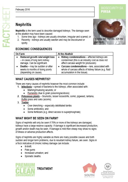 Image of nephritis factsheet