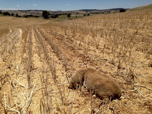 nitrate poisoning ewes one ewe found dead