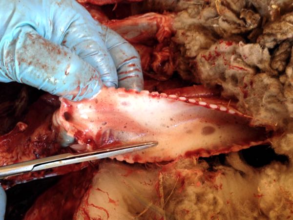 nitrate poisoning ewes frothy tracheal contents