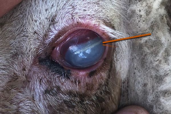 Image of cloudy sheep eye