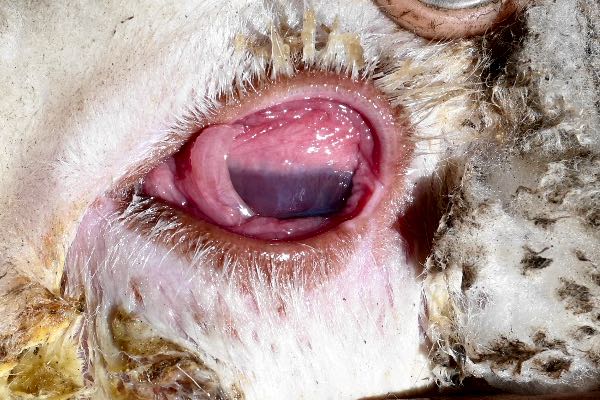 Image of inflamed sheep eye