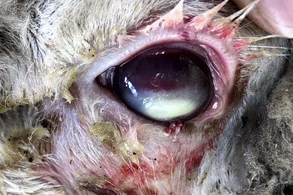 Image of inflamed sheep eye
