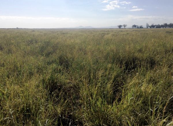 Image of panicum pasture