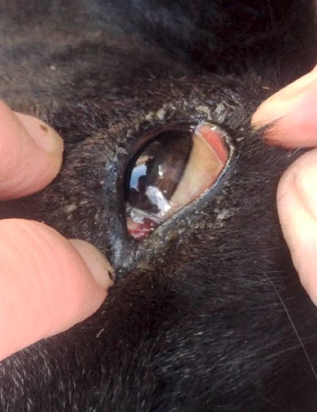Image of jaundiced eye of lamb