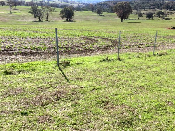 phalaris sudden death lambs paddocks showing phalaris