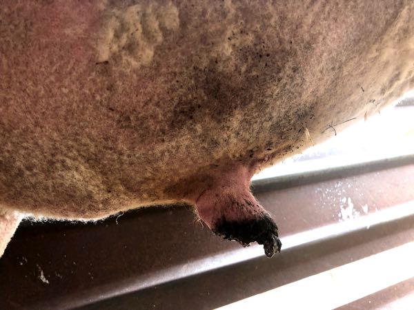 Image of ram prepuce with crusty scabs