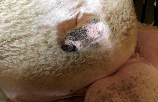 Image of ram prepuce with posthitis