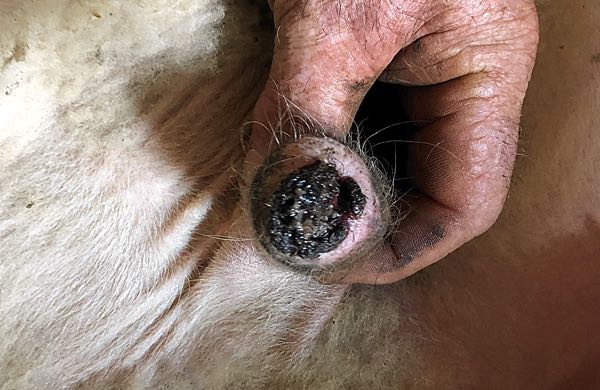 Image of ram prepuce with posthitis
