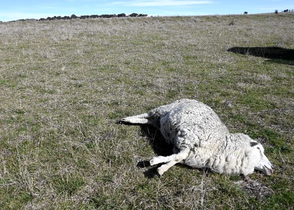 Image of a dead sheep in paddock