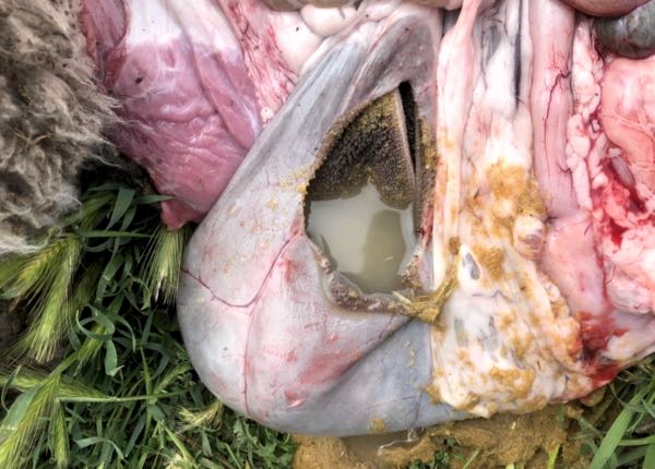 Image of sheep rumen post-mortem showing watery rumen contents