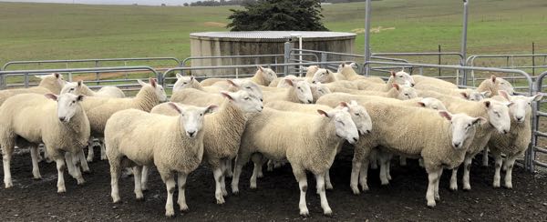 Image of small sheep flock
