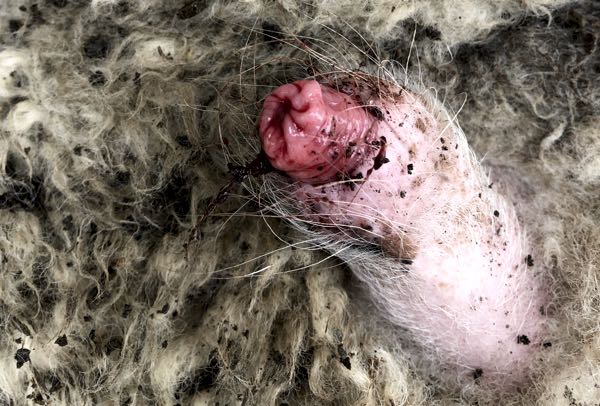 Image of ram pizzle haematuria