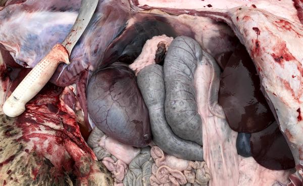Image of sheep on post-mortem showing abdominal contents