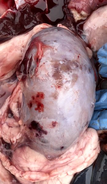 Image of enlarged sheep kidney post-mortem