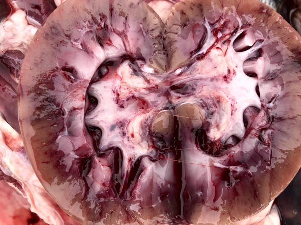 Image of transect of sheep kidney showing haemorrhage