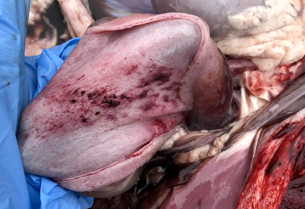 Image of haemorrhagic lining of sheep bladder